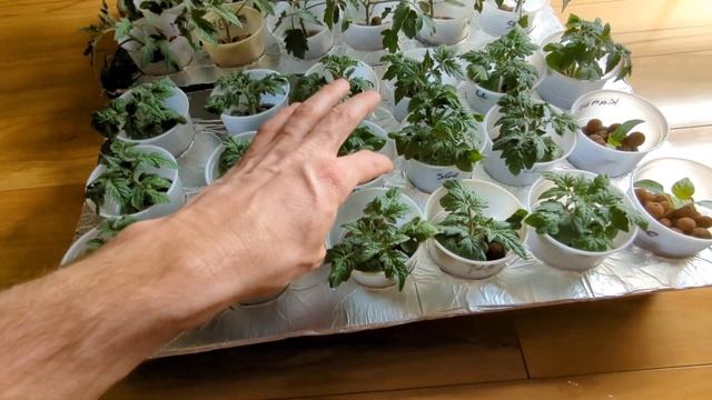 ? Dwarf tomatoes vs indeterminate tomatoes. What is the difference? ? смотреть онлайн