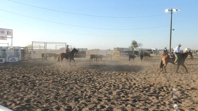 Team Sorting - 2020 Meade Ranch Rodeo | Friday смотреть онлайн