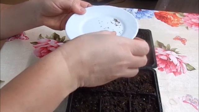 Виола. Семена растений. Посадка.Mammoth Mix F1.Анютины глазки. смотреть онлайн