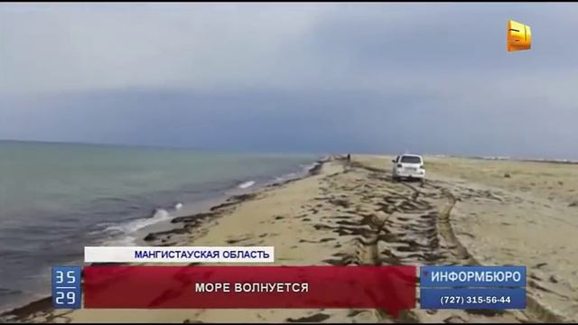 Причины массовой гибели тюленей в Каспии расследуют мангистауские специалисты смотреть онлайн