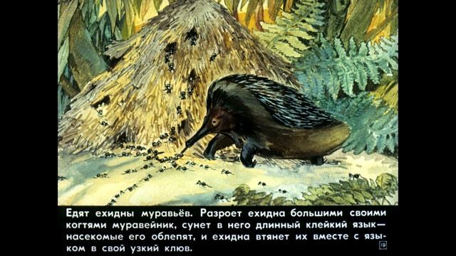 Диафильм Кто мертвый кусается по рассказам И.Акимушкина