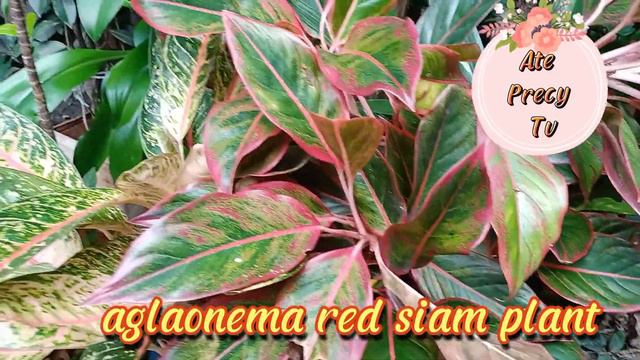 SO SORRY.KSP NA SILA @ateprecytv7663 #peacelily #aglaonema #amaryllis смотреть онлайн