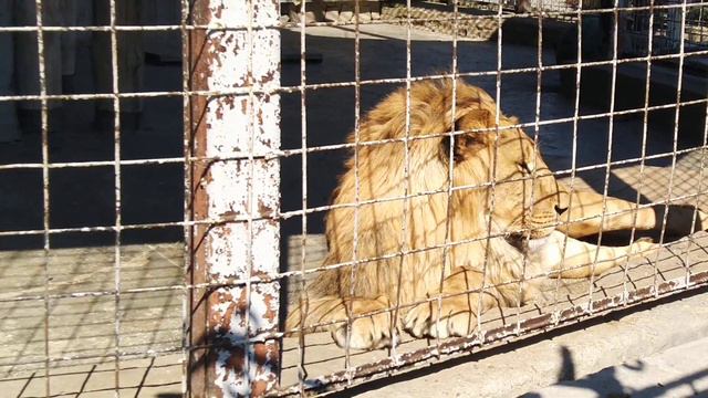 Их Царские Величества изволят релаксировать😎 смотреть онлайн