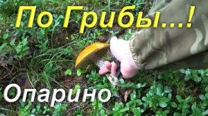 По Грибы/Тихая охота