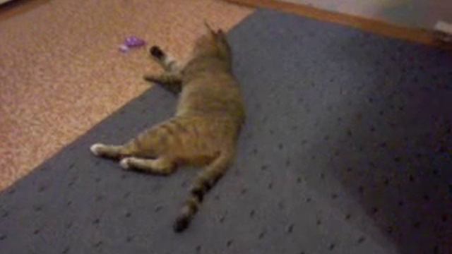 Жизнь Муси #15. Муся играет. смотреть онлайн