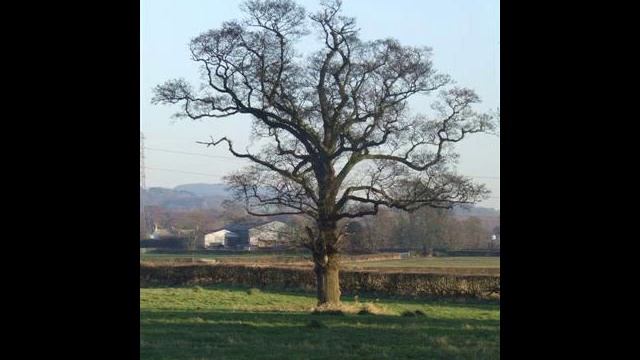 Alnus glutinosa смотреть онлайн