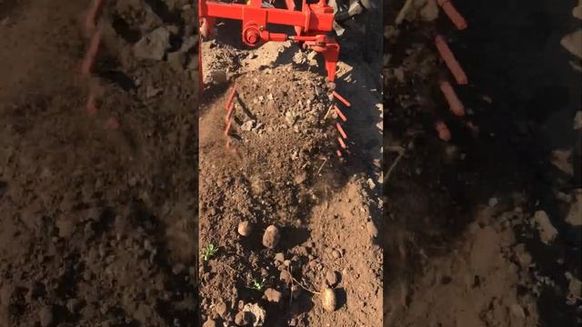 Картофелекопалка вибрационная однорядная в работе на Т25 смотреть онлайн