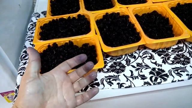 Получили посылку.  Заморозка ягод вишни и шелковицы.  Листья винограда для долмы назиму