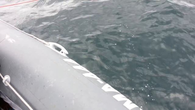 Морской Норвежский крокодил смотреть онлайн