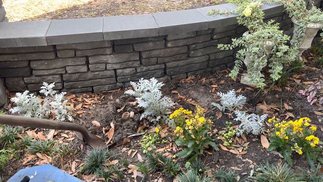 Out With The Old : In With The New-Raspberry Moon Caladium, Evolvulus, Euphorbia & Fertilizer смотреть онлайн
