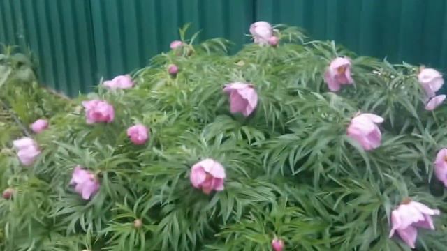 Марьин корень. смотреть онлайн