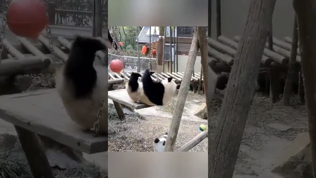 Смешные панды | Смешные животные | Funny Panda Compilation 2021 | Cute Animals смотреть онлайн