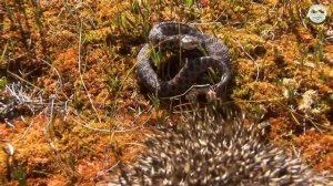 РАССКАЗЫВАЕМ ДЕТЯМ О ЁЖИКАХ