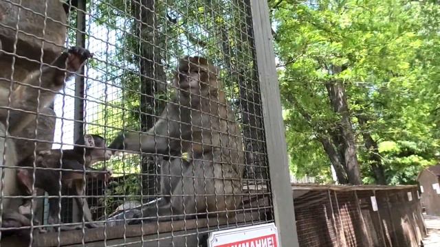 Лопоухое счастье осваивает мир! БахчисарайскийЗоо. Cracked happiness masters the world! Bakhchisara смотреть онлайн