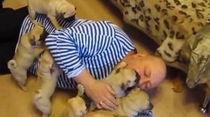 доброе утро, мопсы!