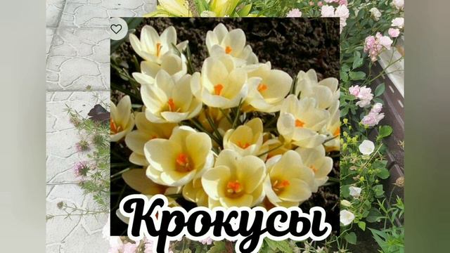 Осень - пора посадить "их"! смотреть онлайн