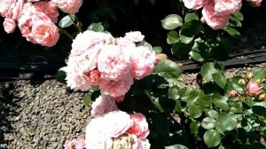 Роза "Байландо", цветение. Июнь 2021.