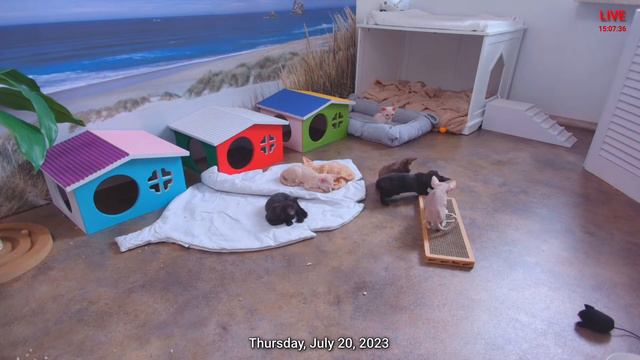 "ChillKitten Rhythms: ColourClub.pl Cattery with Relaxing Tracks 🎶" LIVE 02 смотреть онлайн