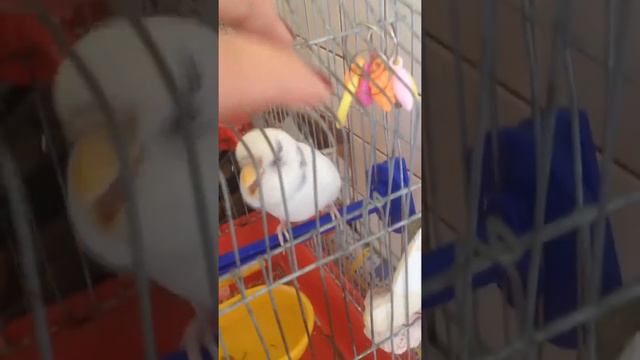 Бешенство Маи смотреть онлайн