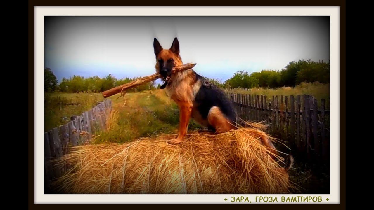 Про топтанье народной тропы и купание ворона. смотреть онлайн