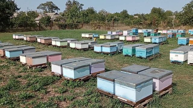 Причина заклещености пасеки. Как бороться с клещём? смотреть онлайн