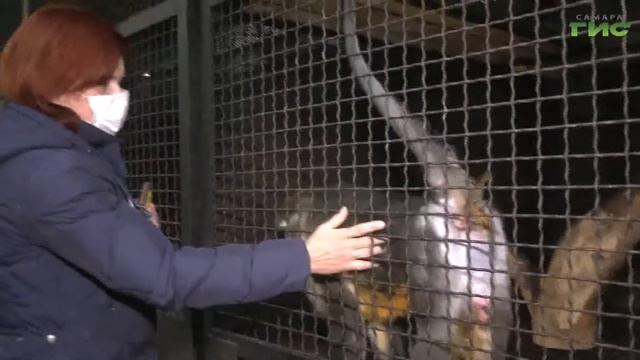 Сегодня отмечается Международный день обезьян смотреть онлайн