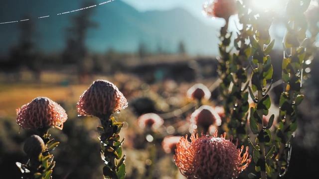 Растения для дома, которые приносят счастье в семью смотреть онлайн