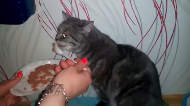 Кошка ОБНАГЛЕЛА! смотреть онлайн