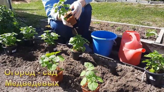 Выращивание Агератума из семян. Неприхотливый "долгоцветка" на вашей клумбе. смотреть онлайн