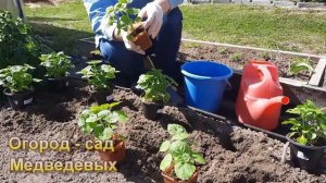 Выращивание Агератума из семян. Неприхотливый "долгоцветка" на вашей клумбе.