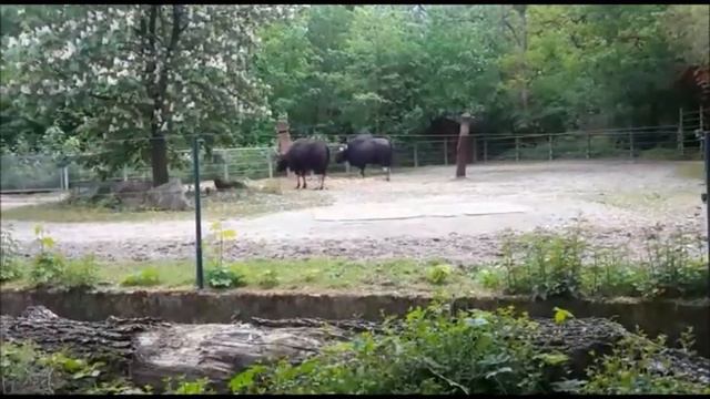 ура! зоопарк открыли! смотреть онлайн