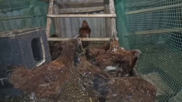 Орловская Ситцевая порода кур. смотреть онлайн