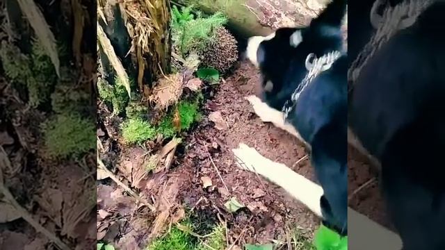 Нашли ёжика в лесу смотреть онлайн