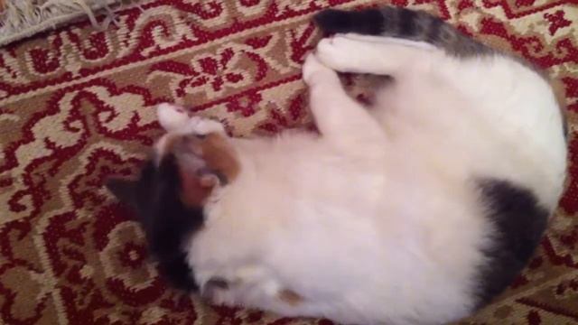 Тест. Выключаем кошку смотреть онлайн