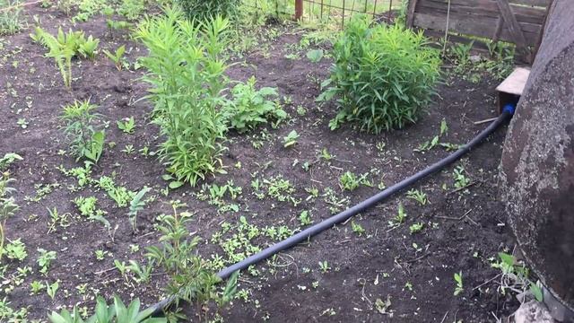 Первая весна на даче. Делаю цветники. №23 дача смотреть онлайн