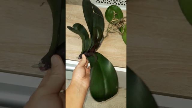 10 ОРХИДЕЙ реанимашек. смотреть онлайн