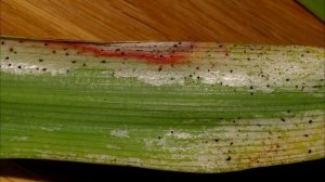 Трипс вредитель комнатных растений. Как бороться в домашних условиях?