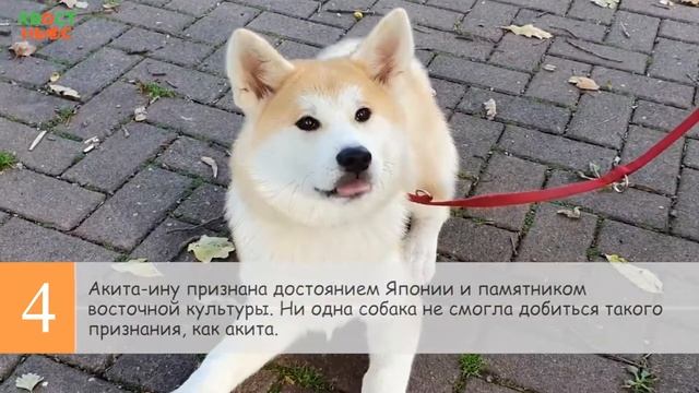 7 интересных фактов об акита-ину смотреть онлайн