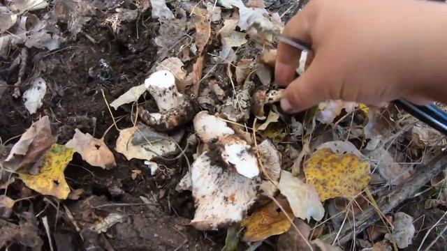 Сбор грибов Тополевая рядовка Массовой сбор 2023 года смотреть онлайн