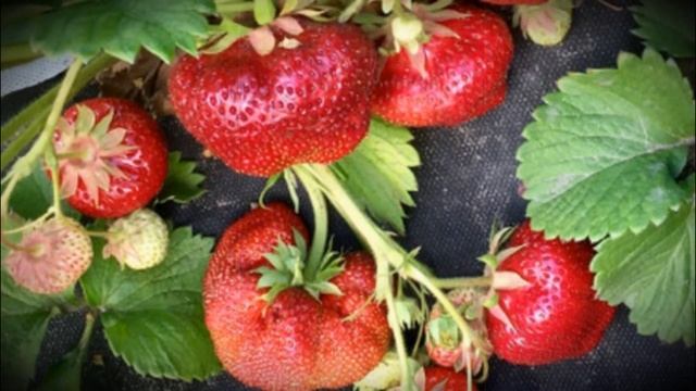 Клубника Гигантелла неординарный и элитный сорт смотреть онлайн