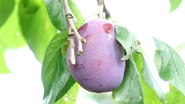 Слива гибридная "Волат". Урожайность и обрезка. смотреть онлайн