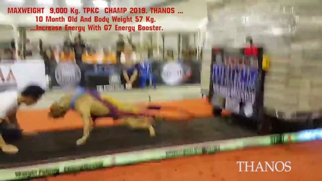 pitbull champ смотреть онлайн