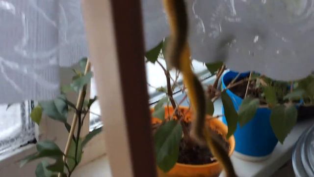 Мой волосатый 🥝 киви🙌 смотреть онлайн