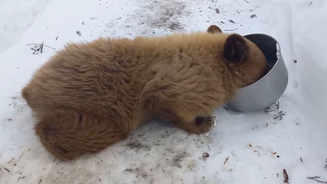 Petunia The Baby Bear Cub Having a Popcorn Binge! смотреть онлайн