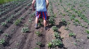 Мотоблок Нева МБ-2, прополка картофеля пропольщиком "Ёж"