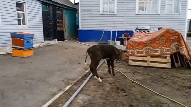 Решила вспомнить как доила весной руками пять коров??????? смотреть онлайн