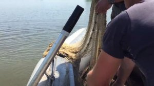 Рыбалка кастинговой сетью с лодки .6 КГ рыбы за один заброс.