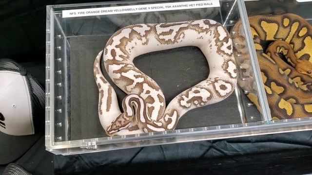 These are the TOP 5 Ball Pythons at NARBC Schaumburg 2023! смотреть онлайн