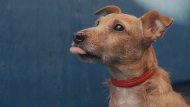 Purina Cares About Sustainable Food For Your Dog and Cat смотреть онлайн