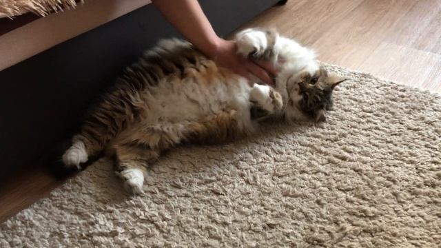 Сибирский кот Потап. Воскресное расслабление смотреть онлайн